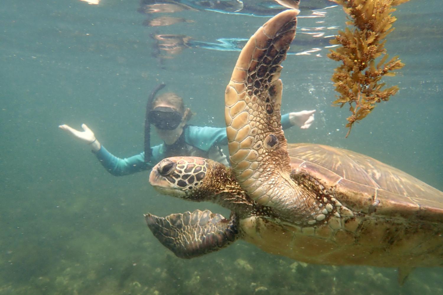 一名<a href='http://oiyu.ngskmc-eis.net'>bv伟德ios下载</a>学生在Galápagos群岛游学途中与一只巨龟游泳.